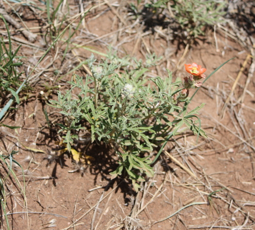 Scarlet Globemallow